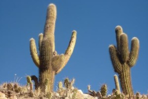 Los cardones son los centinelas y custodios de la montaña.