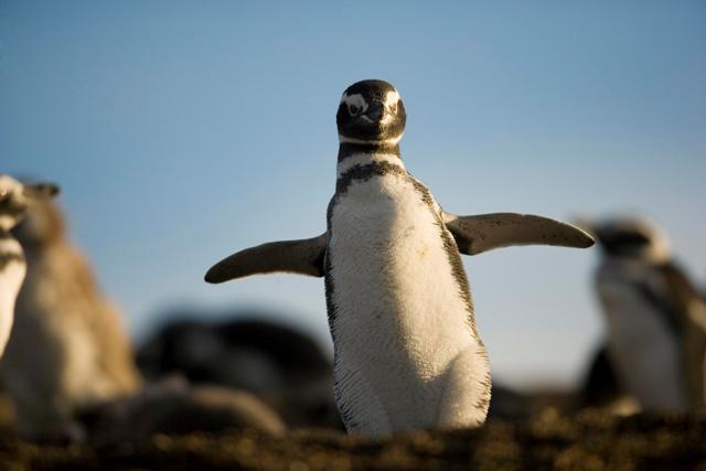 Punta Tombo, es considerada la más grande colonia continental de pingüinos Magallanes, del mundo. (Foto E. Kellerman).