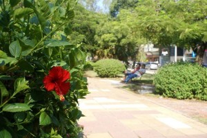 La plaza con la colorida floración de los Chivatos, variedad de acacia, que con sus varas en España arriaban los chivos.