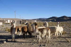 San Antonio de los Cobres es un publo típico de la Puna salteña.
