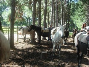Los guías y los caballos listos para la cabalgata en La Aurora del Palmar.