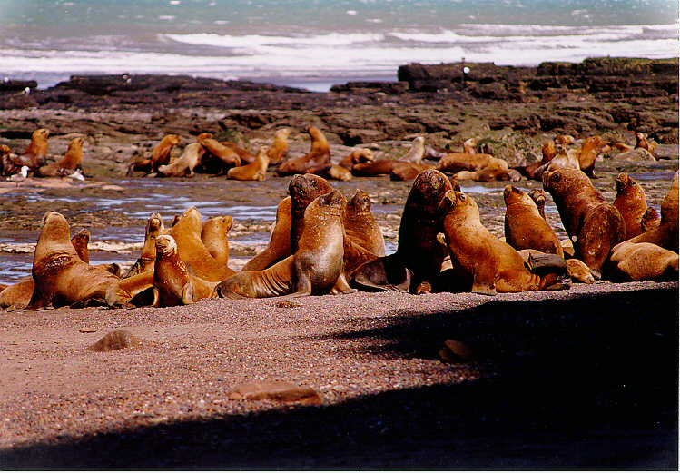 La Reserva Faunística Punta Bermeja, que cuenta con la colonia de lobos marinos de un pelo, la más importante de la Patagonia.