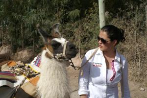 Experiencia Jujuy. “Caravana de Llamas”