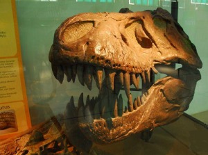 Paleontología - Cráneo de Tyrannosaurus rex.