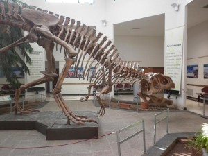 Museo Paleontológico Egidio Feruglio-MEF.