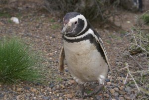 El Área Natural Protegida Punta Tombo alberga a la mayor colonia continental de pingüinos de Magallanes.