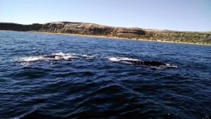 Avistaje de ballenas en Península Valdés.