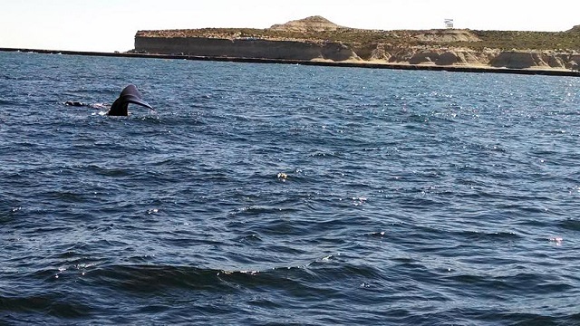 La Ballena Franca Austral llega todos los años a las costas de Chubut para aparearse y parir a sus crías.