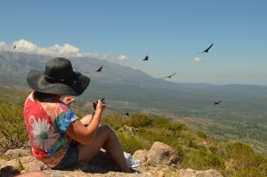Reserva Kuntur Huaca. Avistaje al alcance de la mano. Entre las aves se destacan el cóndor, el jote cabeza colorada y el águila mora.