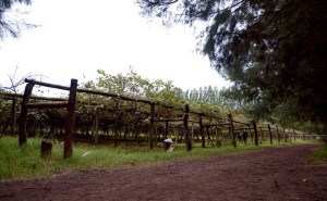 Plantaciones de Kiwi.