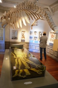 Una de las piezas más impresionantes es un calamar gigante en el Museo Provincial del Hombre y el Mar.