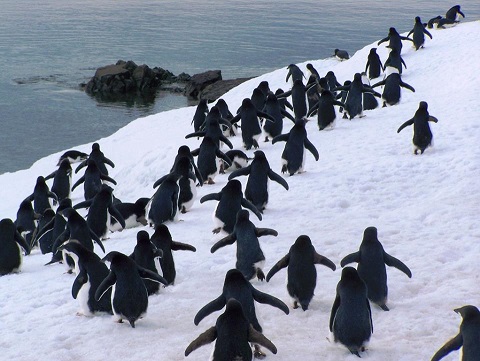 Pingüinos Adelia en Base Esperanza