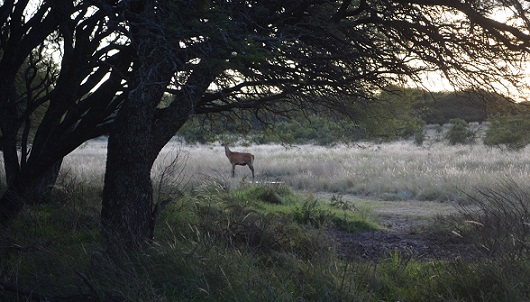 Comenzó el avistaje de ciervos en brama en la Reserva Parque Luro en La Pampa