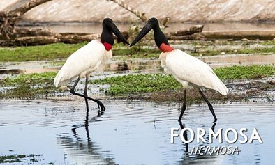 ‪#‎Formosa‬ es un excelente escenario para el avistaje de ‪#‎aves‬, contando con más del 50% de las especies de ‪#‎Argentina‬.